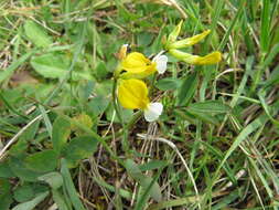 Image de Hosackia pinnata (Hook.) Abrams