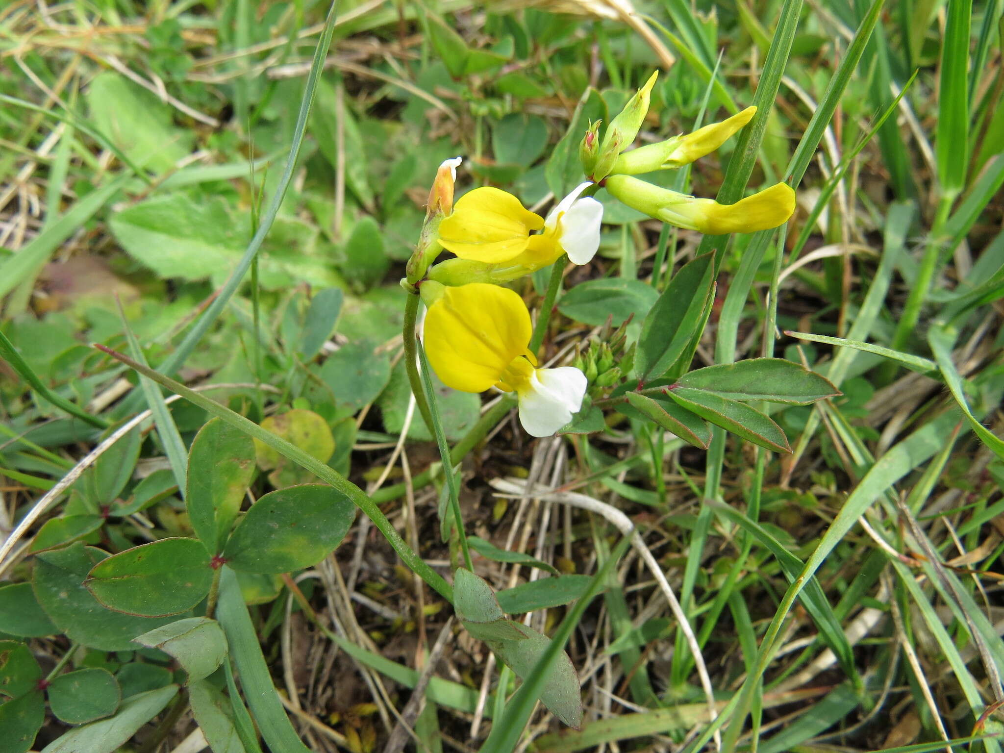 Image de Hosackia pinnata (Hook.) Abrams