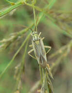 Image of Stenotus nigroquadristriatus (Kirkaldy 1902)