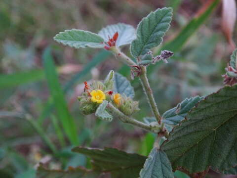 Image of waltheria