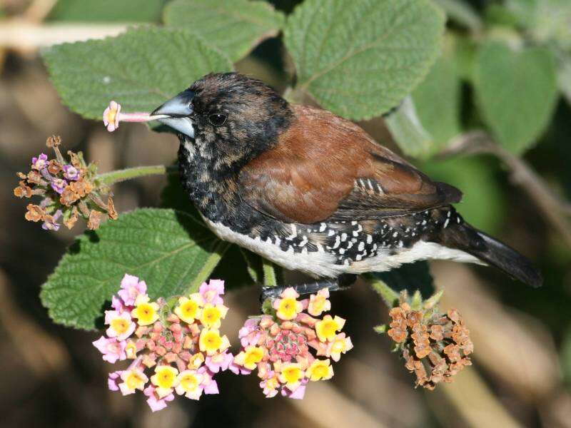 Image of Lonchura bicolor