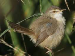 Image de Prinia Horsfield 1821