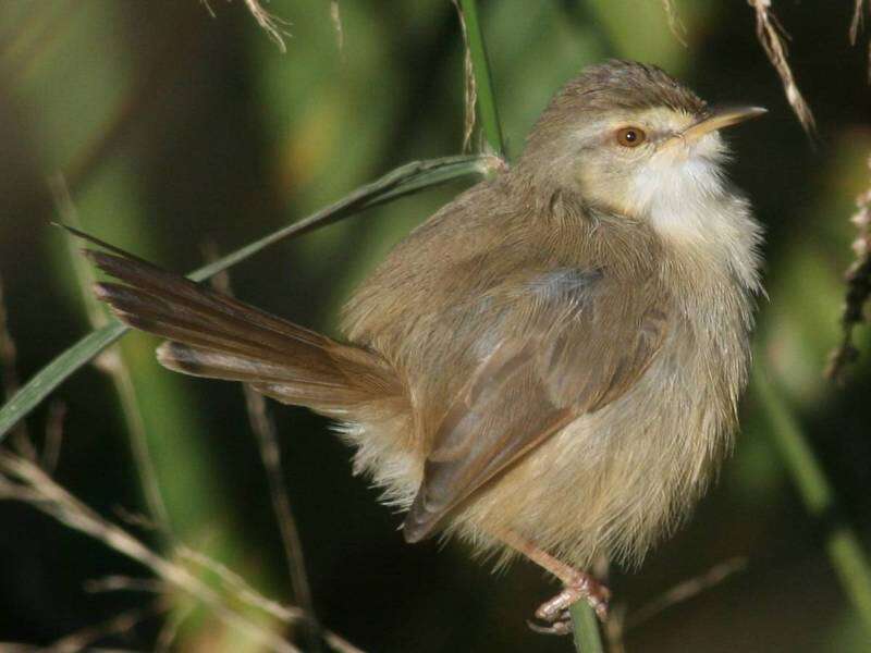 Image de Prinia Horsfield 1821