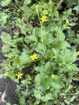 Image of Ranunculus silerifolius H. Lév.