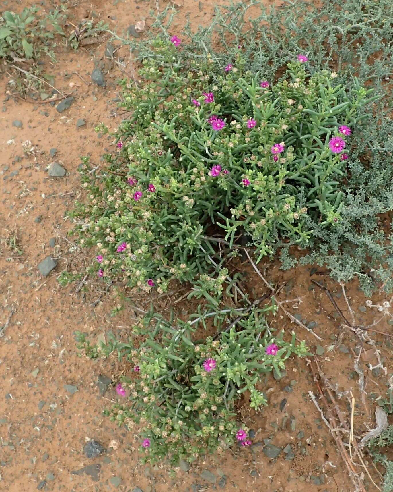 Image of Delosperma ornatulum N. E. Br. ex Stapf