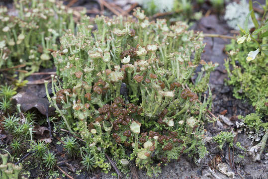 Image of cup lichen