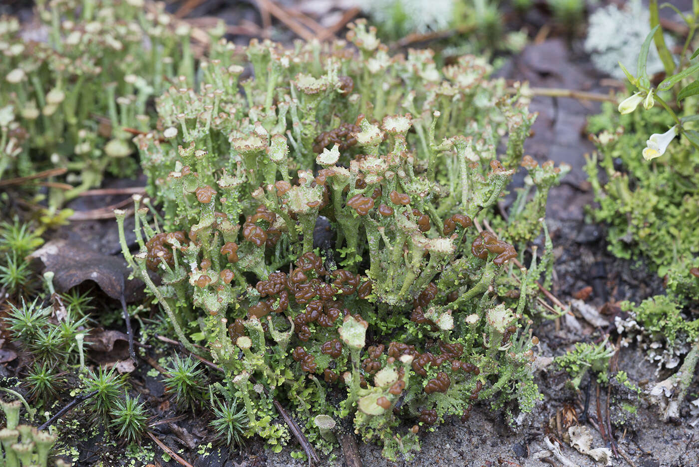 Image of cup lichen