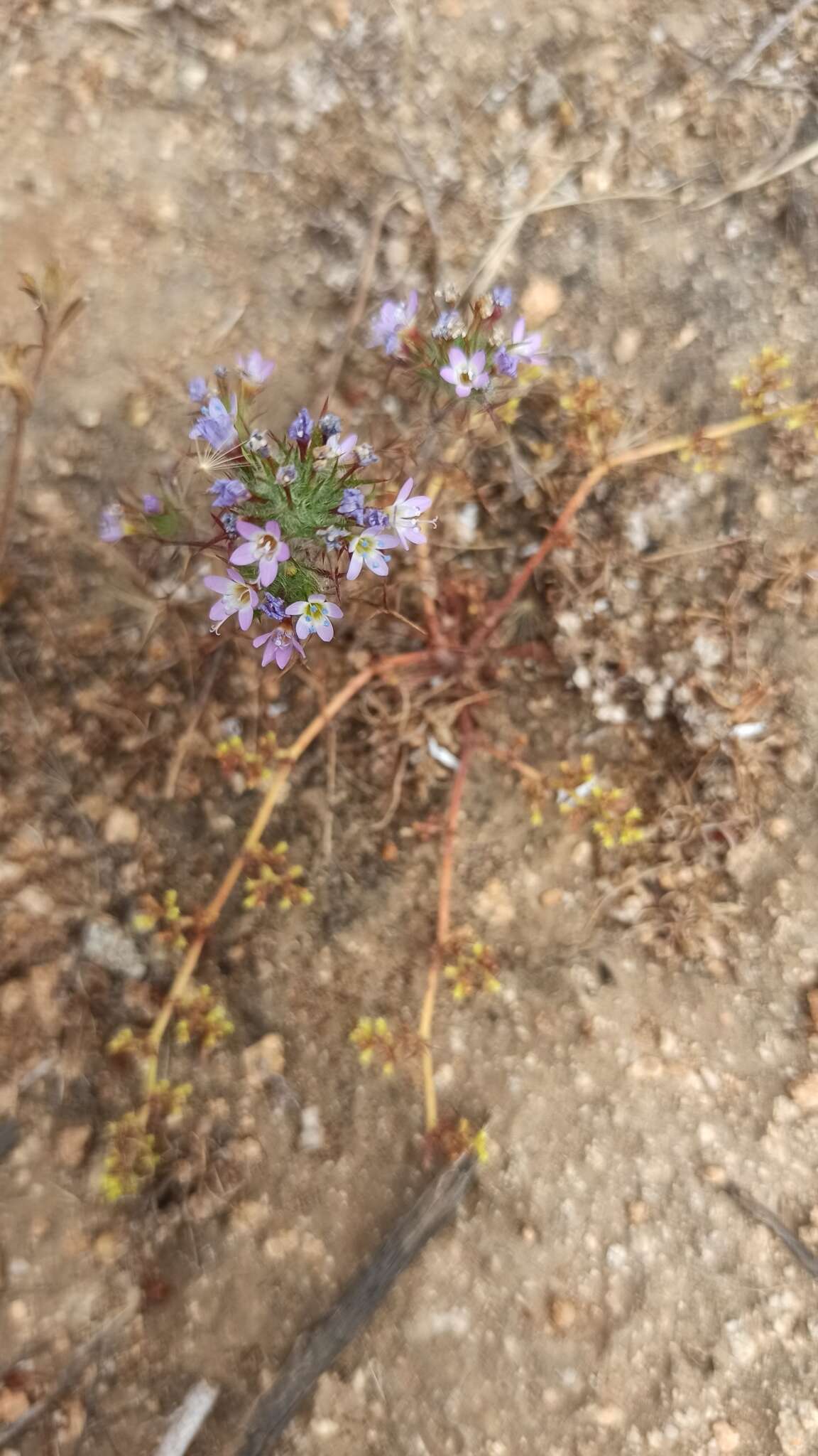 Image of hooked pincushionplant