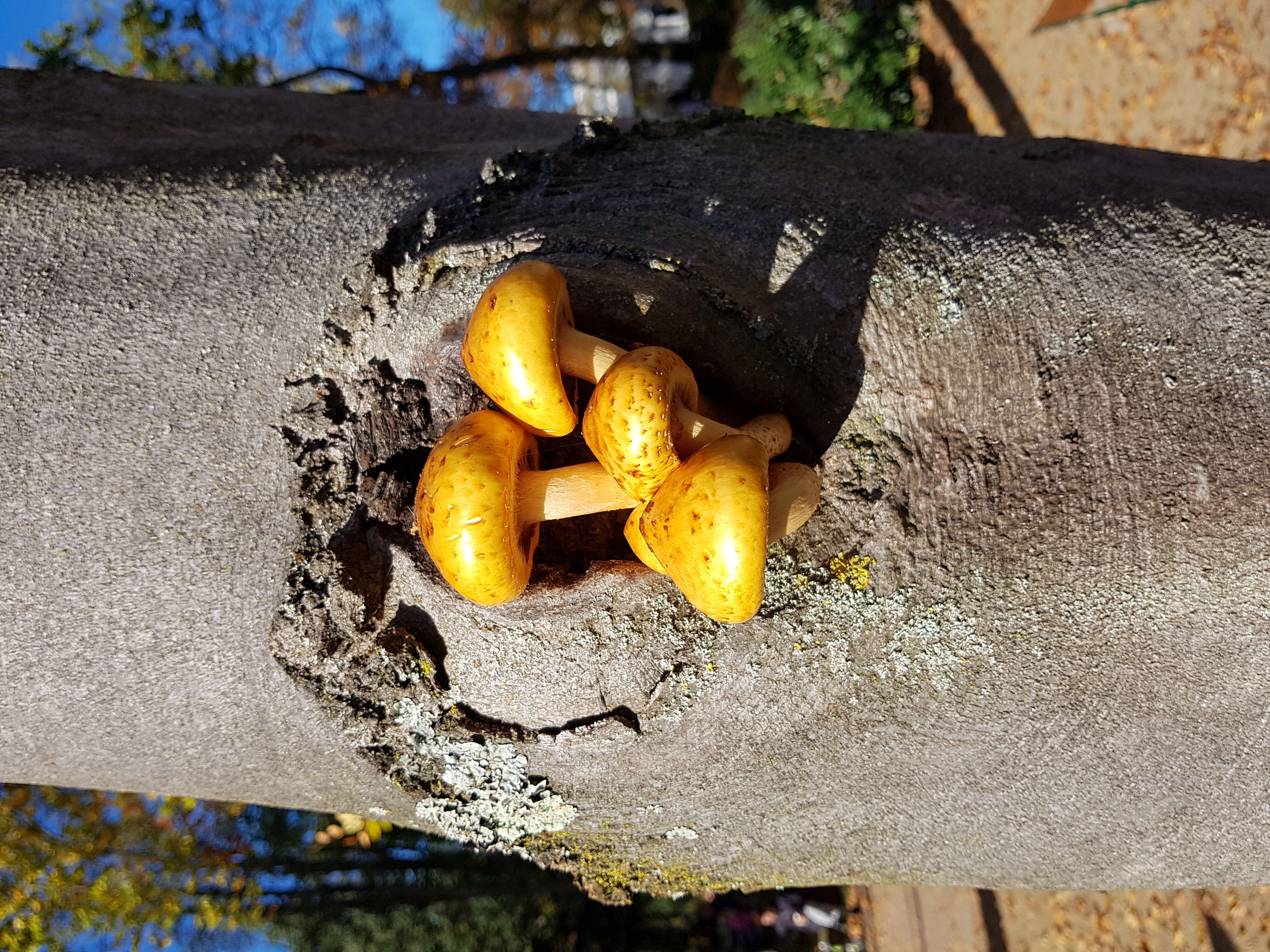 Pholiota aurivella (Batsch) P. Kumm. 1871 resmi