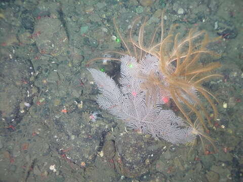 Image of long-spined tree coral