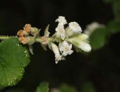 Image of whiteflower currant