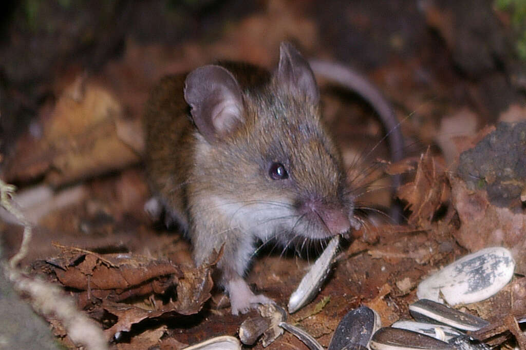 Image of Small Japanese Field Mouse