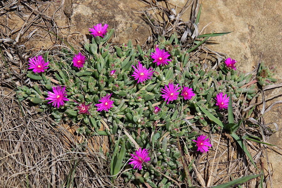 Imagem de Delosperma lavisiae L. Bol.