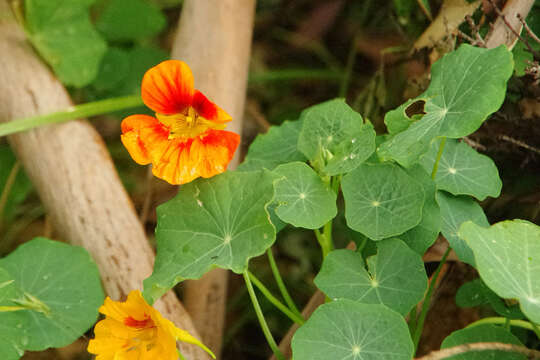 Image of Garden Nasturtium