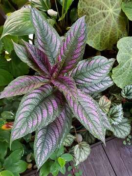 Strobilanthes auriculata var. dyeriana resmi