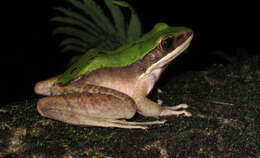 Image of large odorous frog