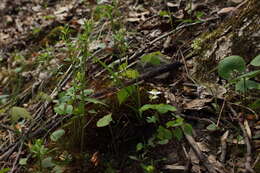 Image de Ranunculus allegheniensis Britton.