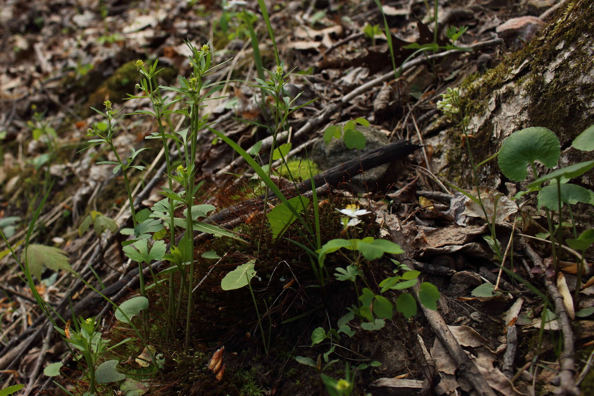 Imagem de Ranunculus allegheniensis Britton.