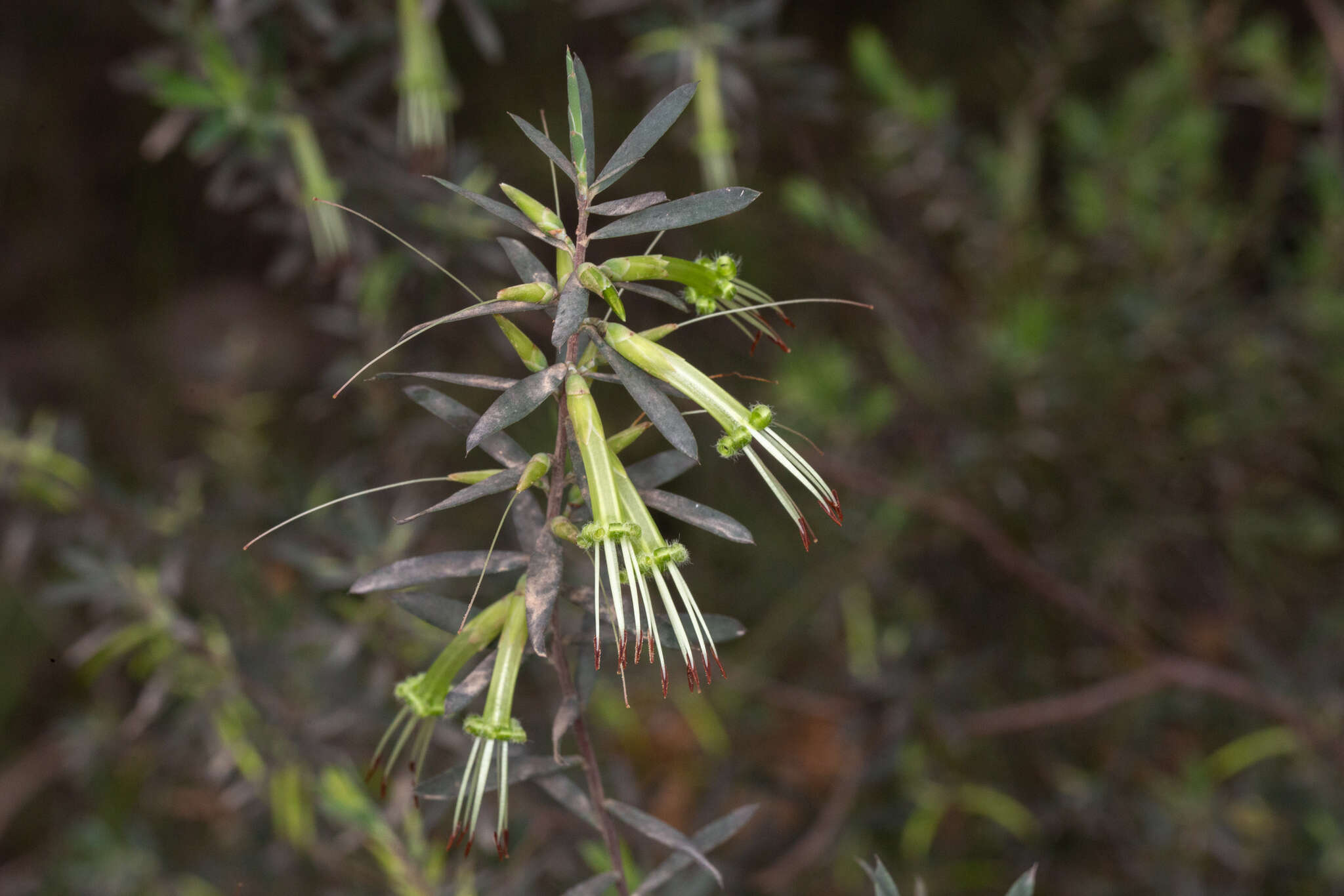 Image of Styphelia viridis Andr.