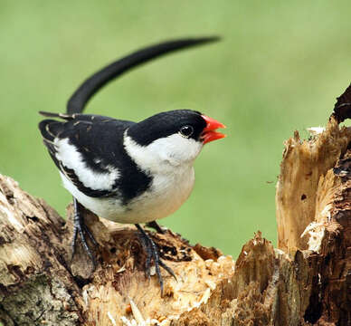 Image of Pin-tailed Whydah