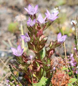 Image de Gentianella germanica subsp. germanica