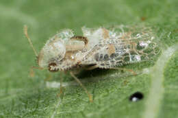 Image of Cotton lace bug