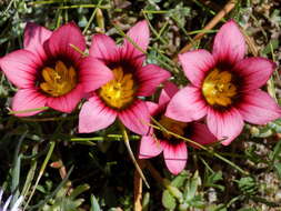 Image of Romulea eximia M. P. de Vos