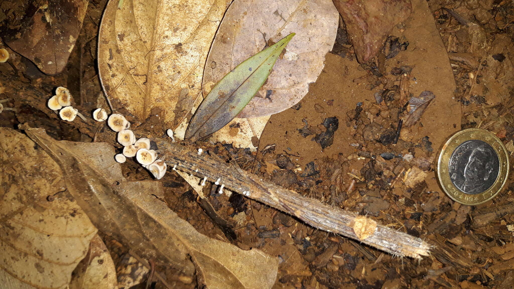 Gymnopus montagnei (Berk.) Redhead 2014 resmi