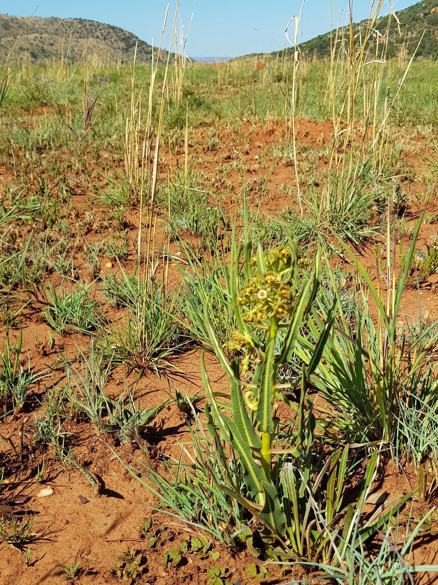 Image of Parapodium costatum E. Mey.