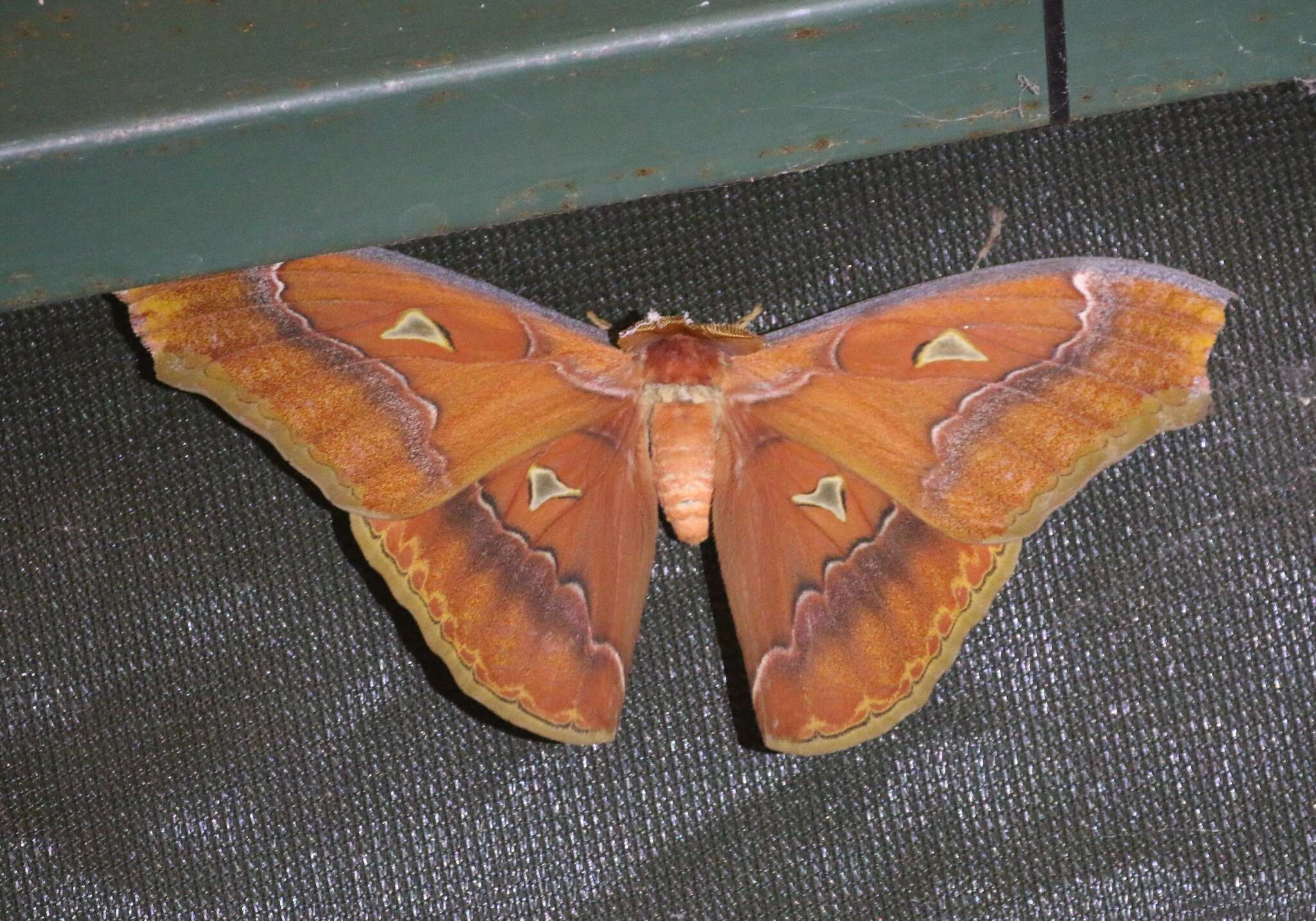 Image of Attacus inopinatus Jurriaanse & Lindemans 1920