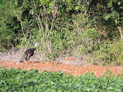 Image of Ocellated Turkey