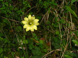 Image of Gentiana scabrida Hayata