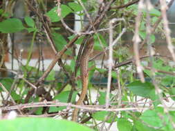 Image of Highland Forest Skink