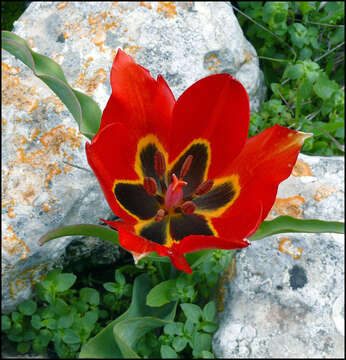 Image of Tulipa agenensis Redouté