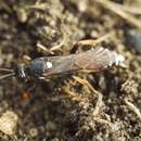 Image of Spilichneumon occisorius (Fabricius 1793)