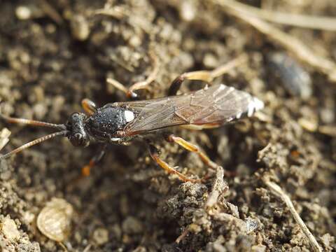 Plancia ëd Spilichneumon occisorius (Fabricius 1793)