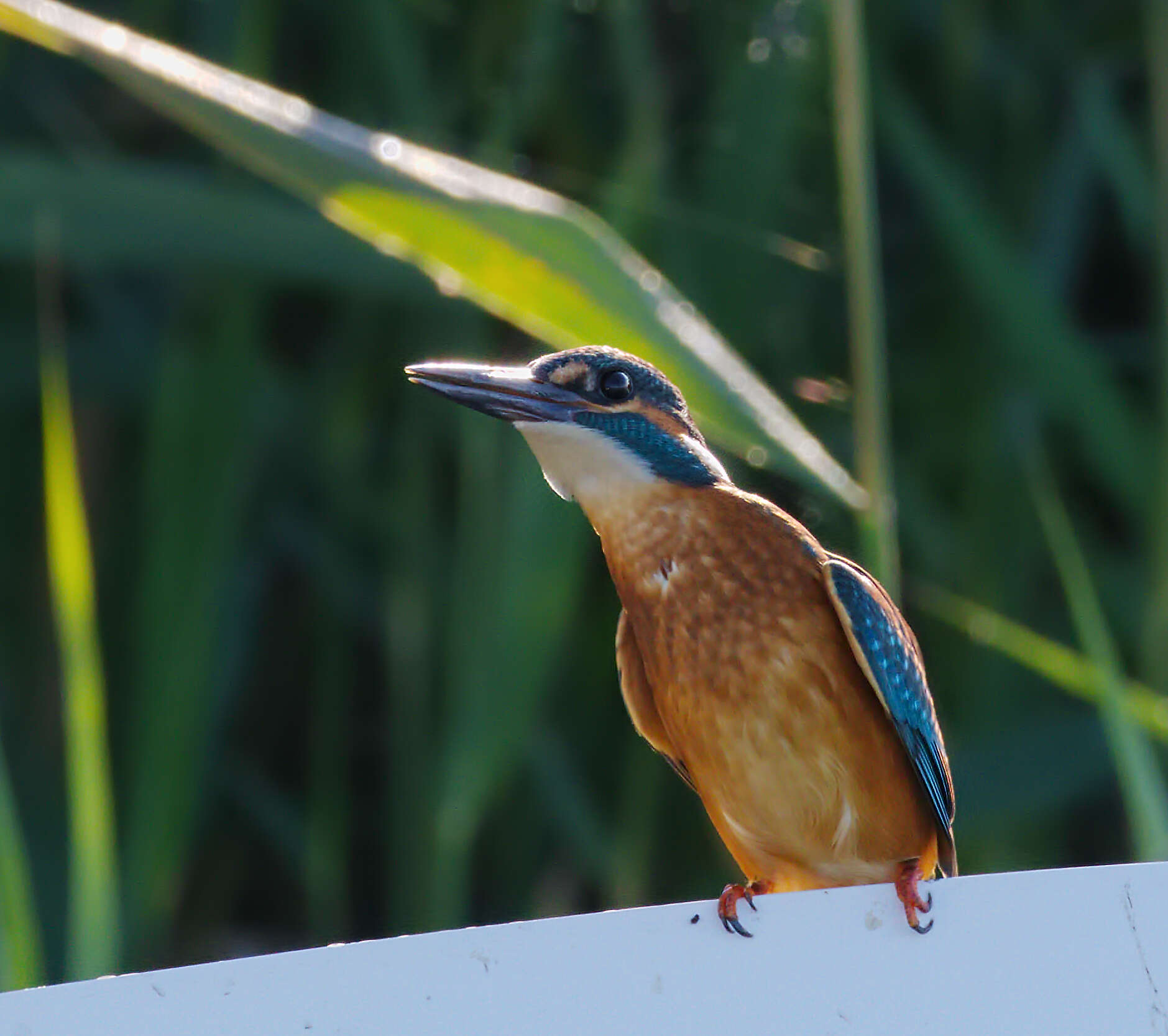 Image of Common Kingfisher