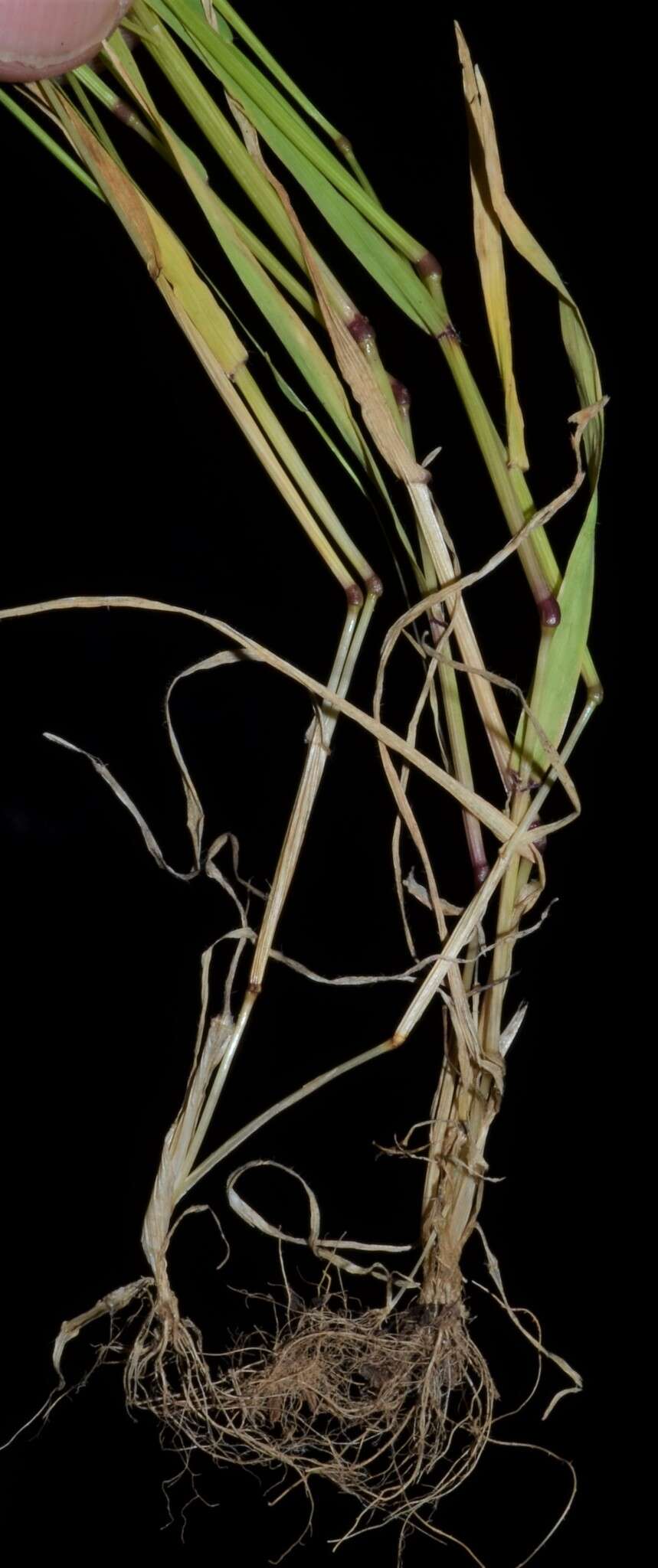 Image of annual vernal-grass