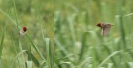 Image of Red-headed Quelea