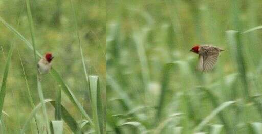 Image of Red-headed Quelea