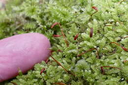 Image of Racopilum cuspidigerum var. convolutaceum (Müll. Hal.) Zanten & Dijkstra