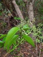 Image de Spondias tuberosa Arruda