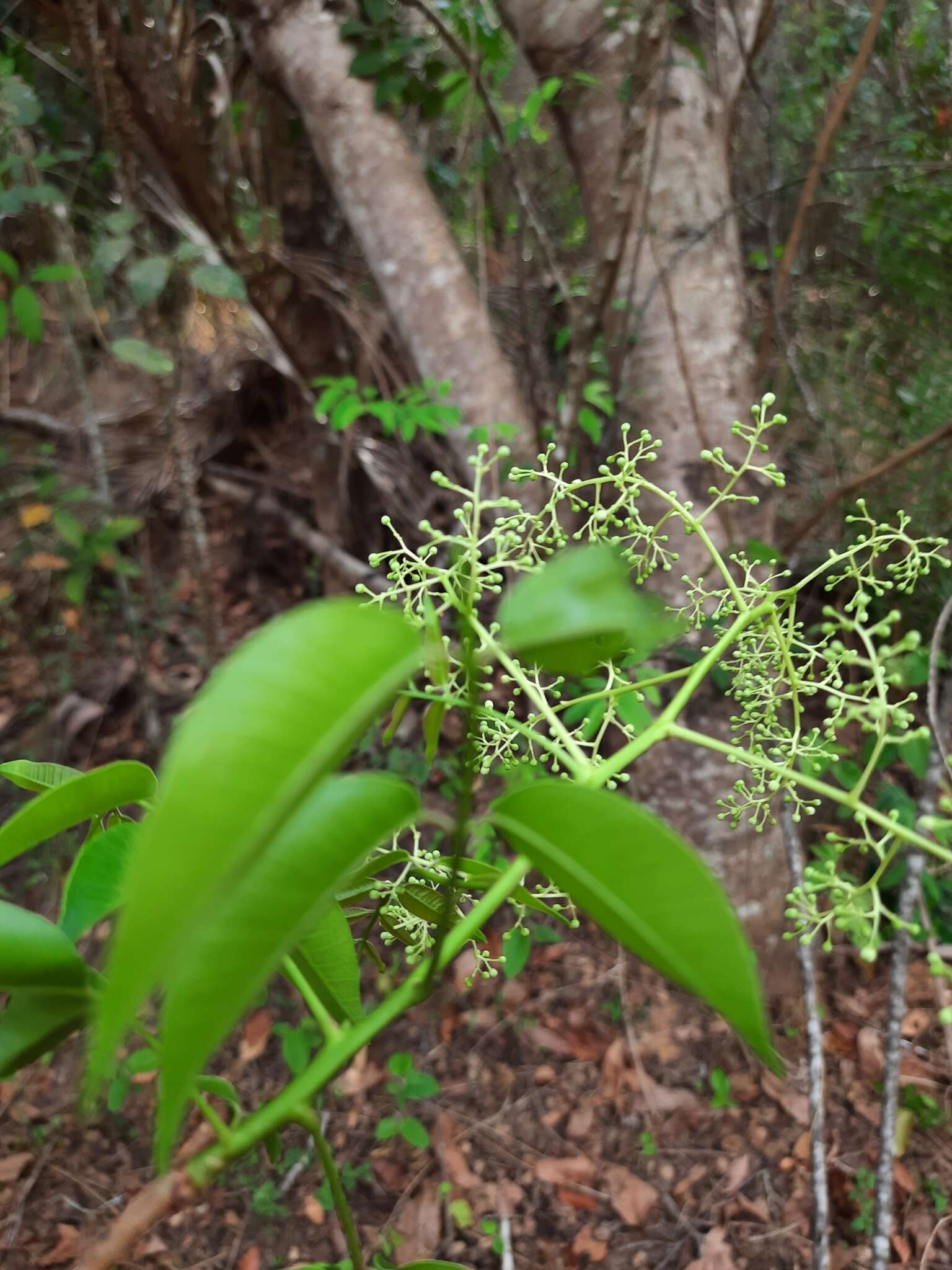 Image de Spondias tuberosa Arruda