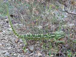 Image de Caméléon commun