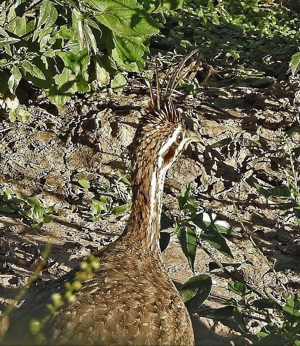 Image of Quebracho Crested Tinamou