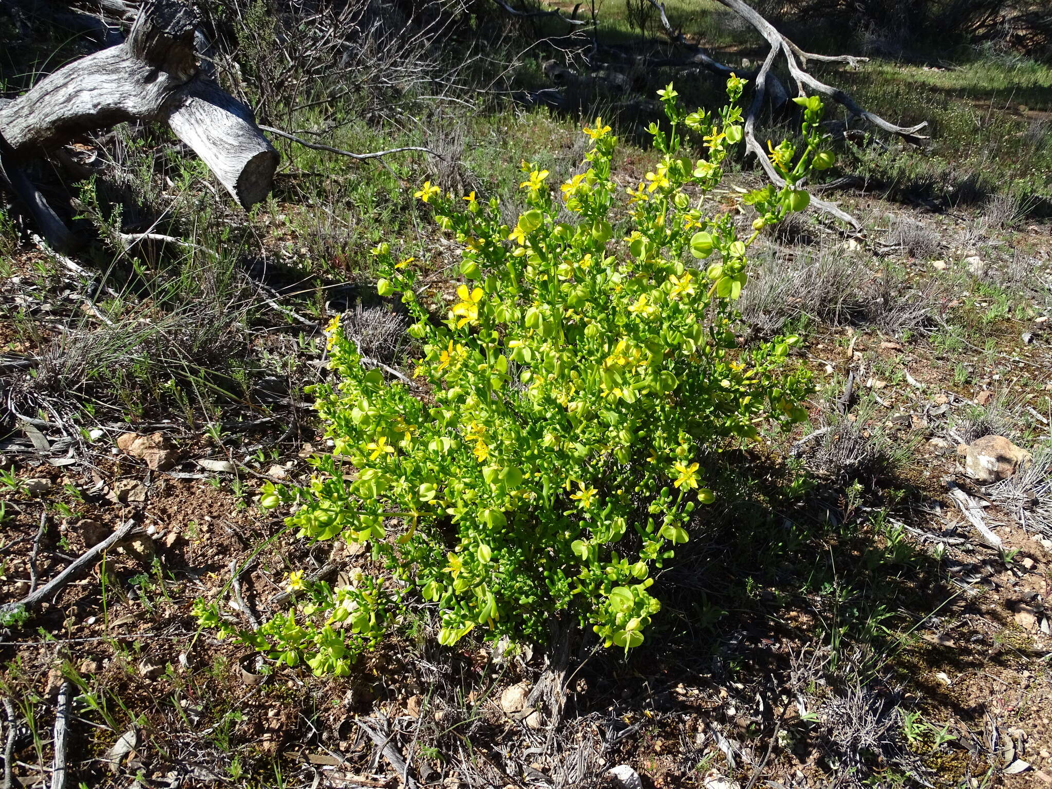 Image of Roepera aurantiaca Lindl.