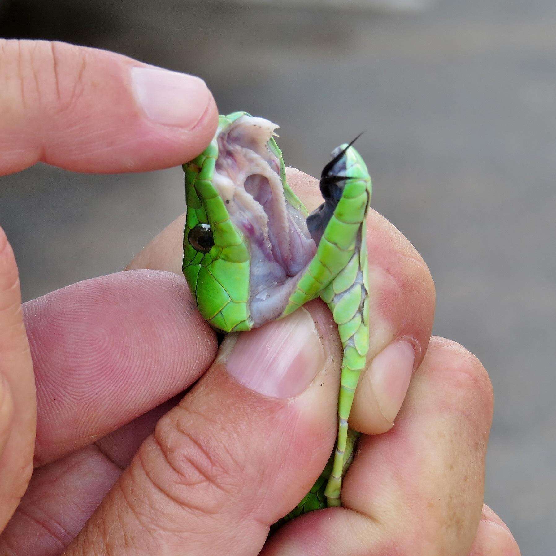 Image of Green mamba