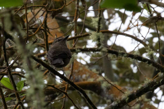 Image of Smoky Bush Tyrant