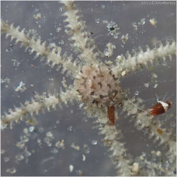 Image of Savigny's brittle star