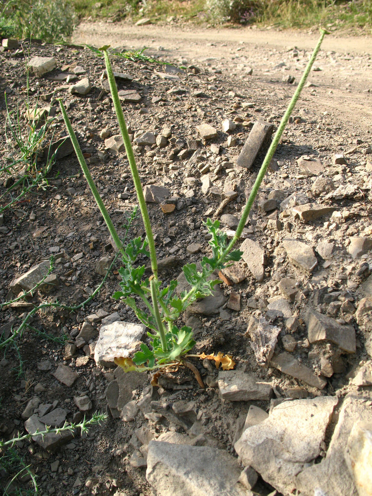 Image of Glaucium elegans Fisch. & C. A. Mey.